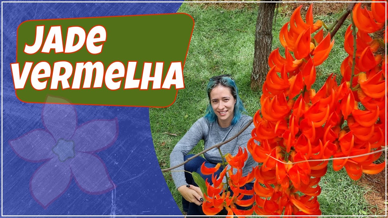 UMA DAS SETE MARAVILHAS DO REINO VEGETAL, MUCUNA OU JADE