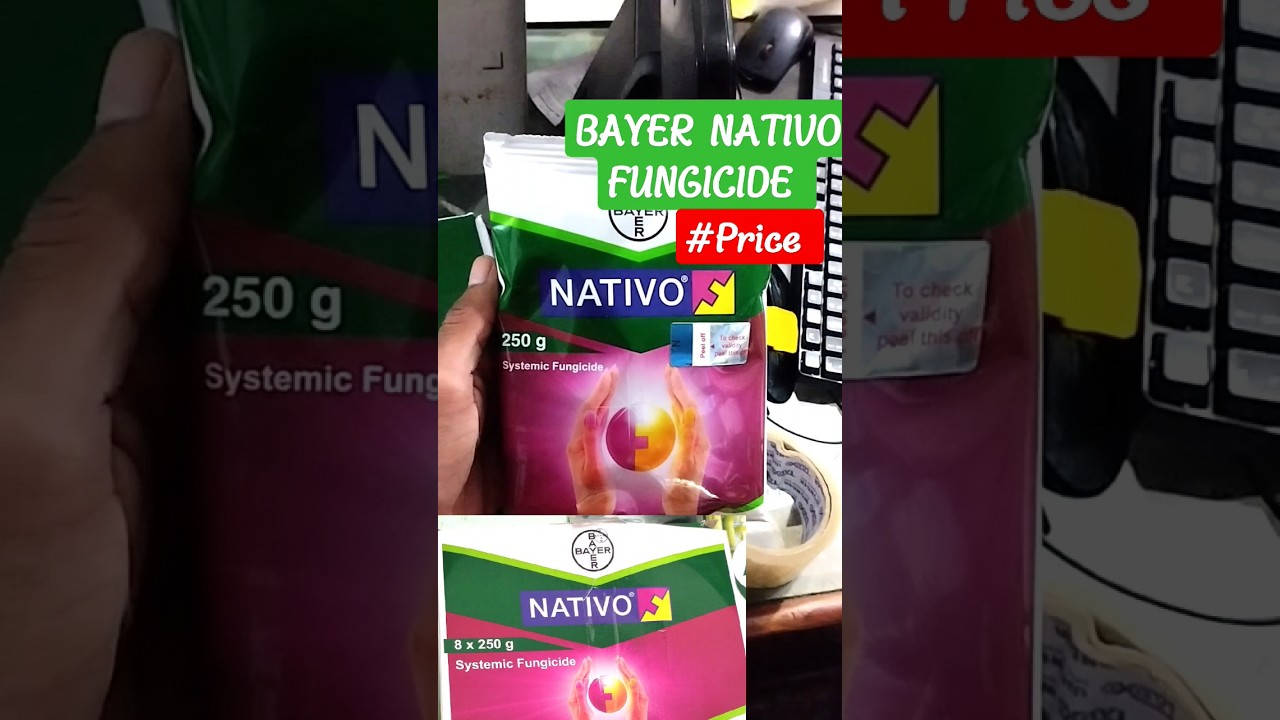 Bayer Nativo fungicide, ✅👌Bayer Nativo fungicide, Powerfull fungicide #viral #shortvideo #fungicides