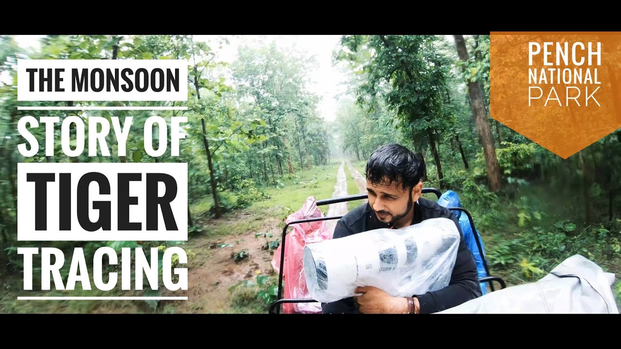 Pench National Park | Tiger Tracing |Monsoon Jungle Safari | 4K Video | Part 1