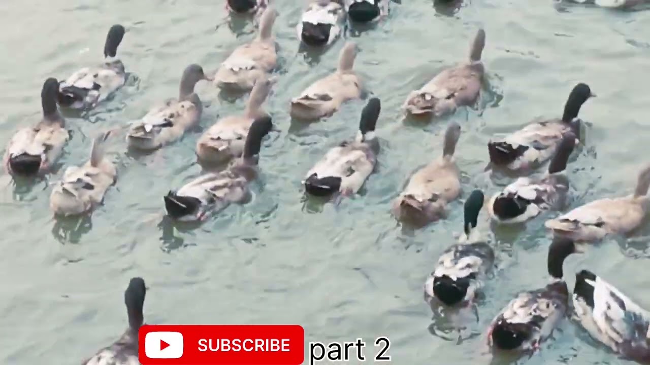 Part 2 vlog 😮🪿🦆🦆🦆🦢🦢#Vlog, #DailyVlog, #Lifestyle, #NatureVlog, #Ducks, #Water, #Birds,  #Vlogger. 