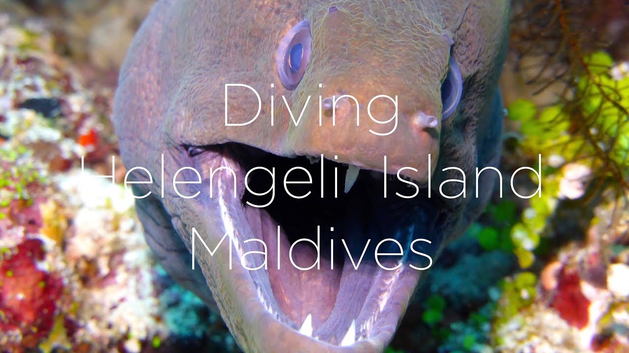 Helengeli Island Diving, North Malé Atoll, Maldives