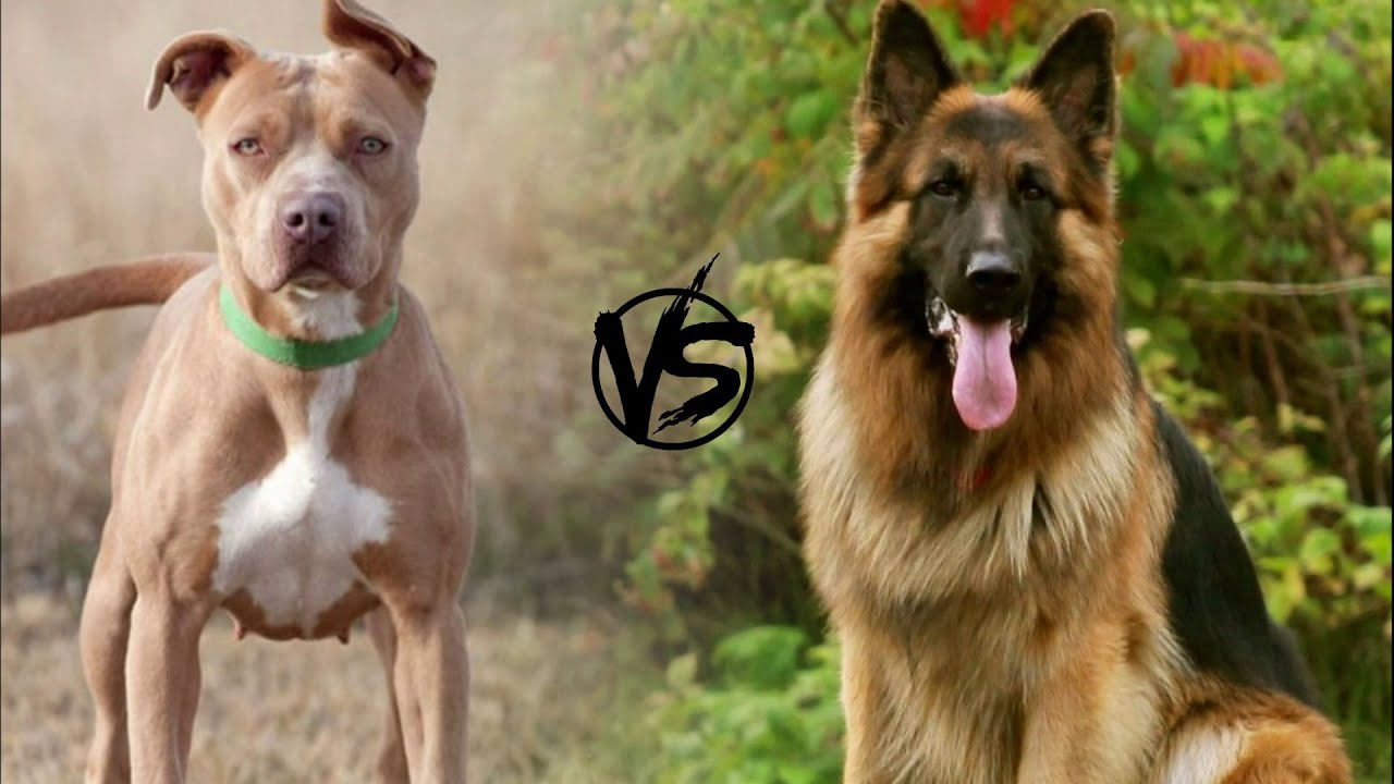 Pitbull vs German Shepherd - Who Will Win In a Fight?