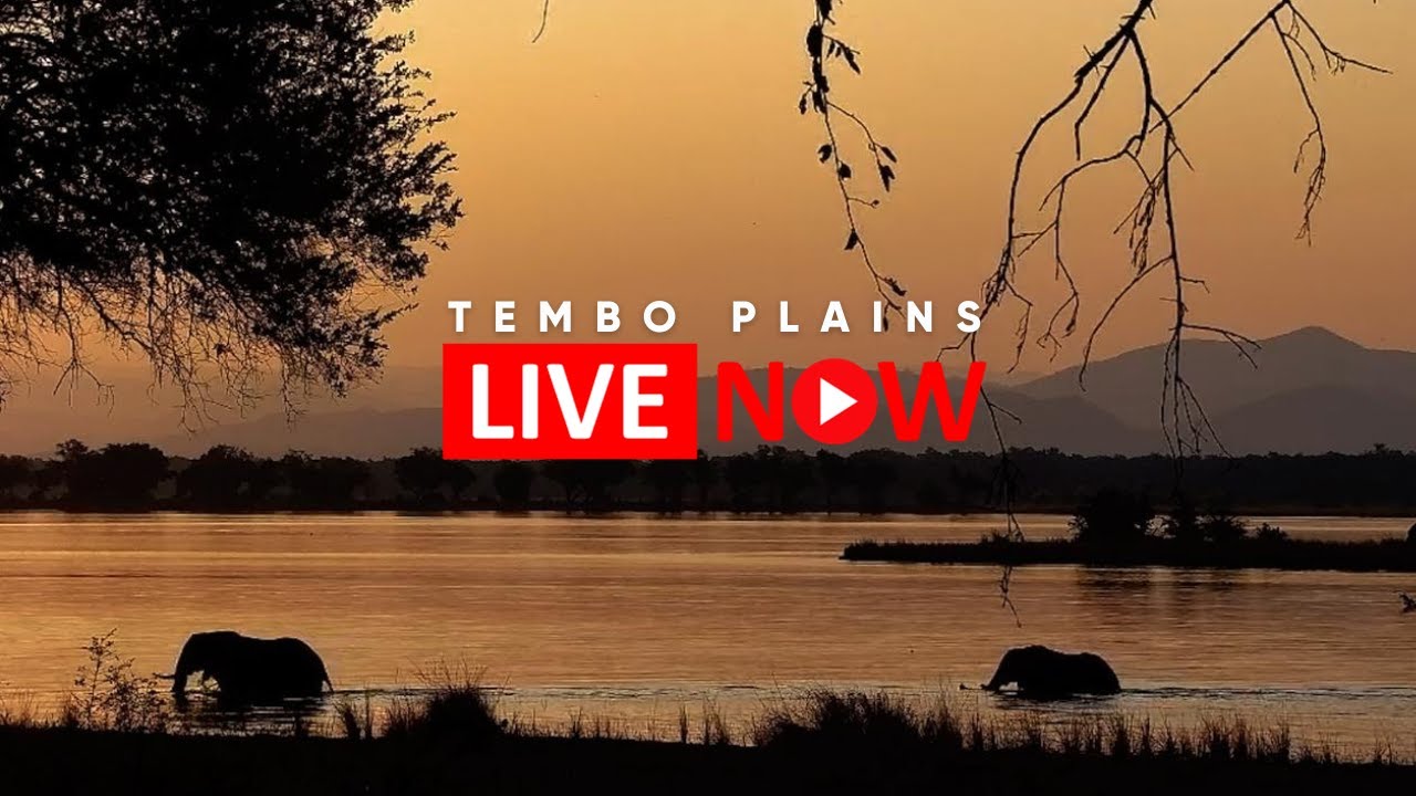 Live from Tembo Plains | Elephants & Wildlife on the Zambezi