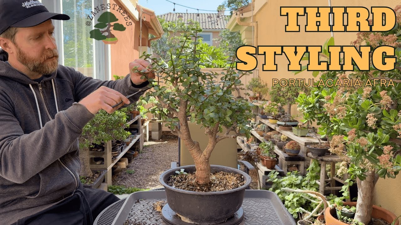 Portulacaria Afra (dwarf jade) Pre-Bonsai Third Styling
