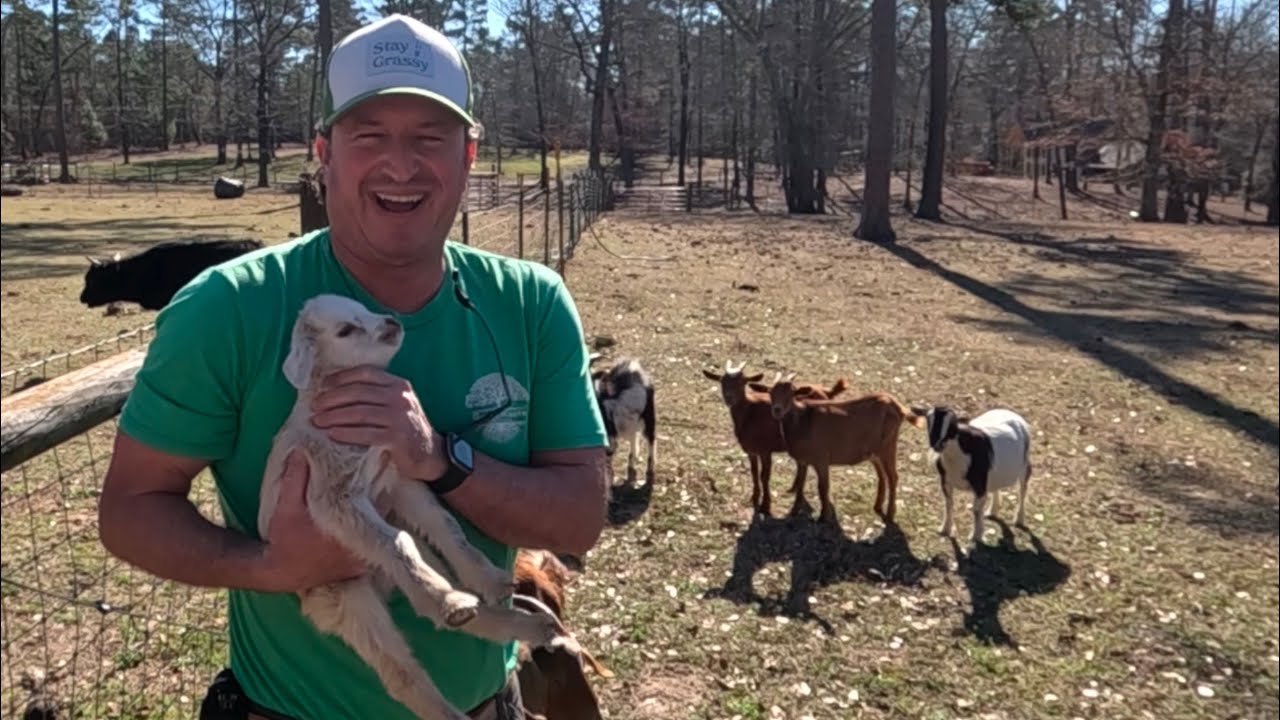 Pruning Fruit Trees🌳With BABY GOATS! 🐐