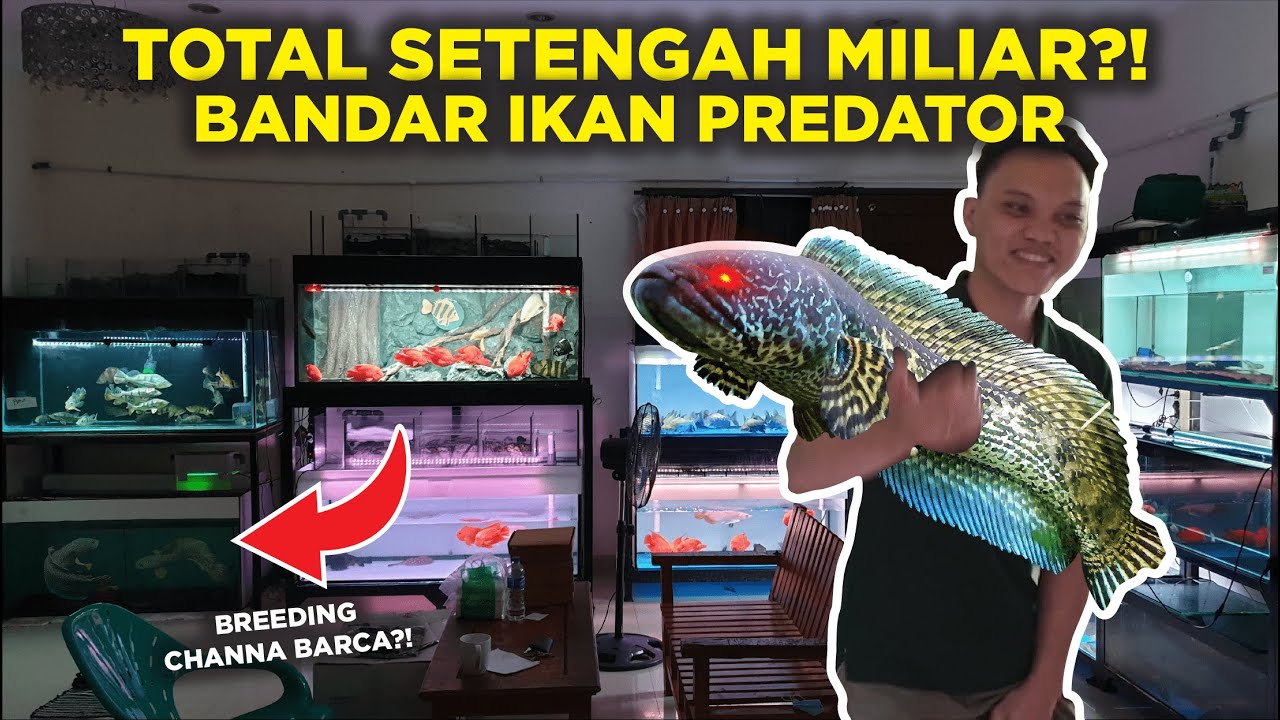 AKHIRNYA! GREBEK BUDDYFISH IKAN PREDATOR BANYAK BANGET, DEKAT JATINEGARA ?
