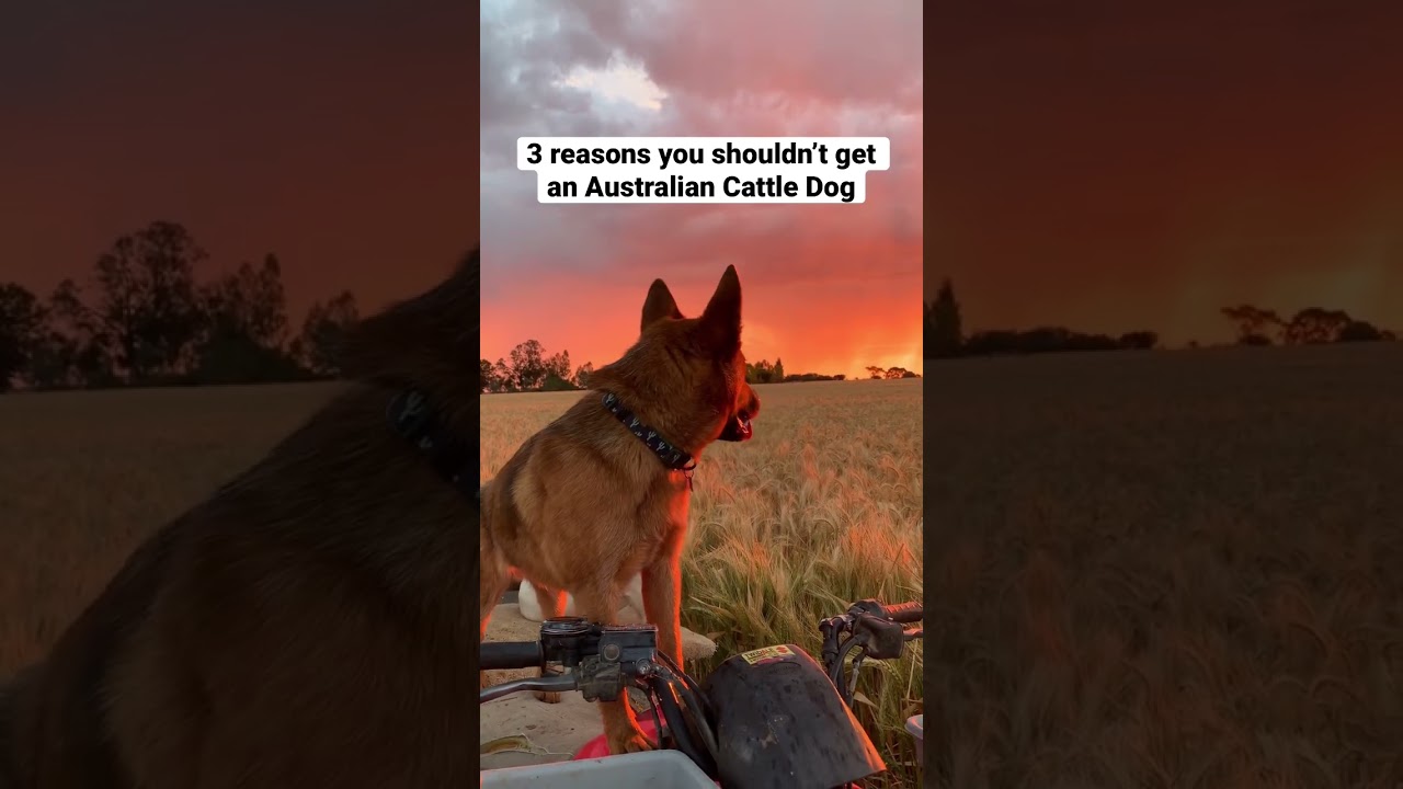 3 reasons you shouldn&rsquo;t get an Australian Cattle Dog #commentbelow #australiancattledog #acd