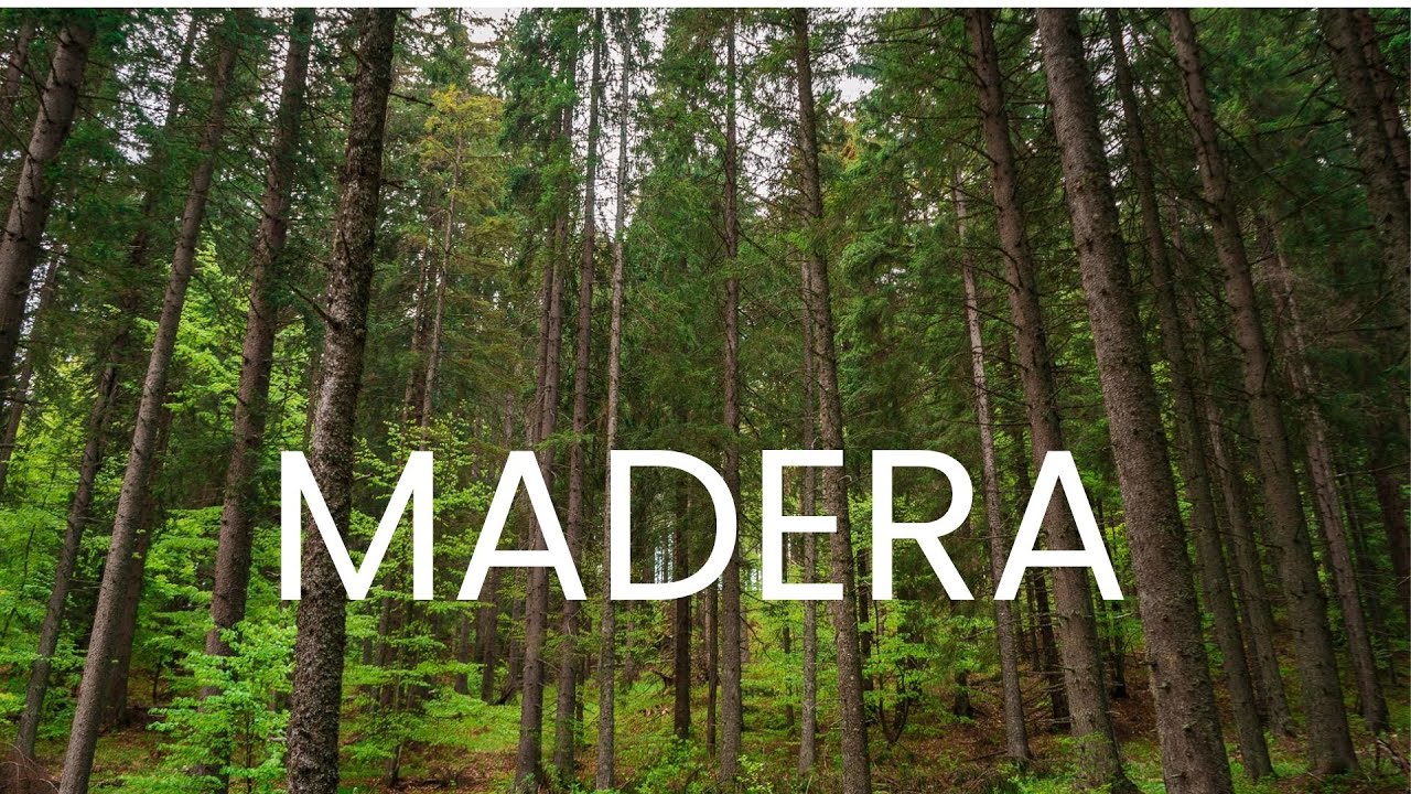 ¿Que es la madera?