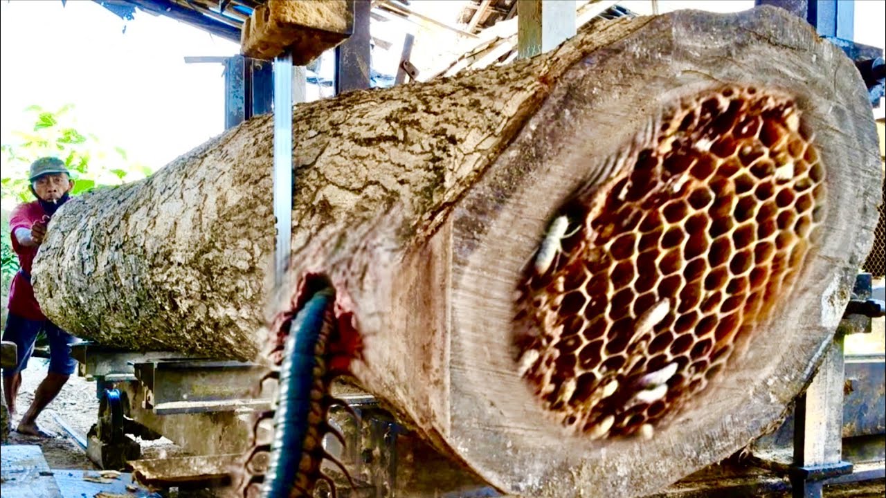 Everyone is scared! Sawing the big, haunted Saman wood