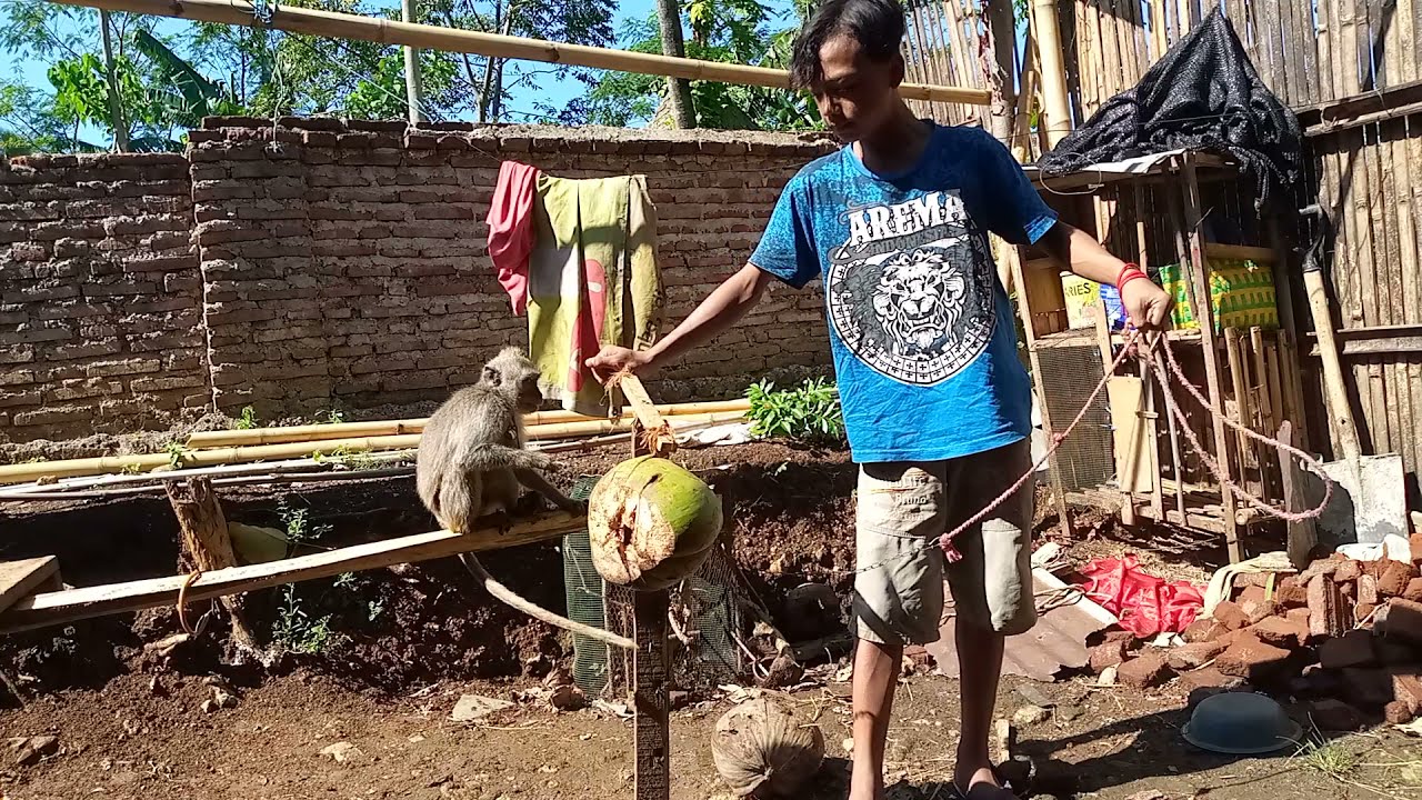 cara melatih monyet metik kelapa