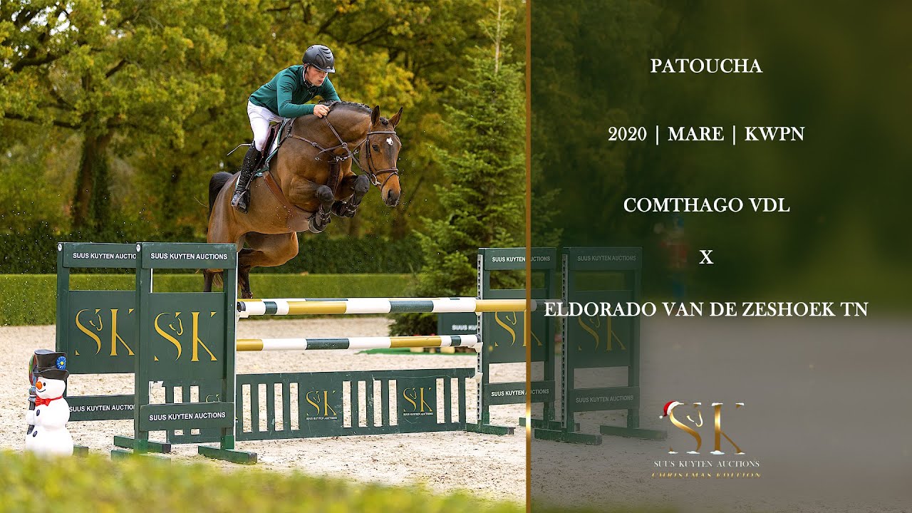 PATOUCHA (Comthago x Eldorado van de Zeshoek)