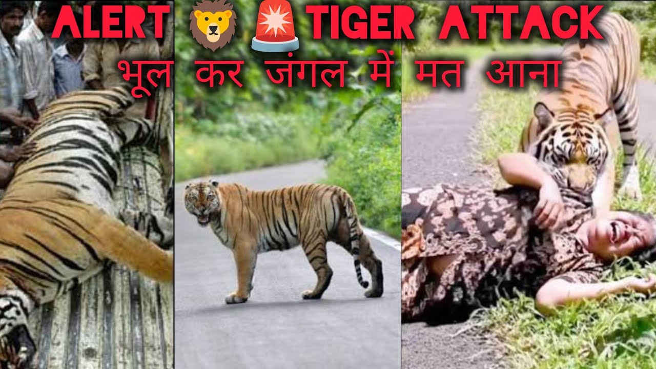 Alert 🚨 tiger attack don't skip यह जंगल में मत आना यह बहुत खतरनाक जंगल है जब भी आओ सावधान से आना