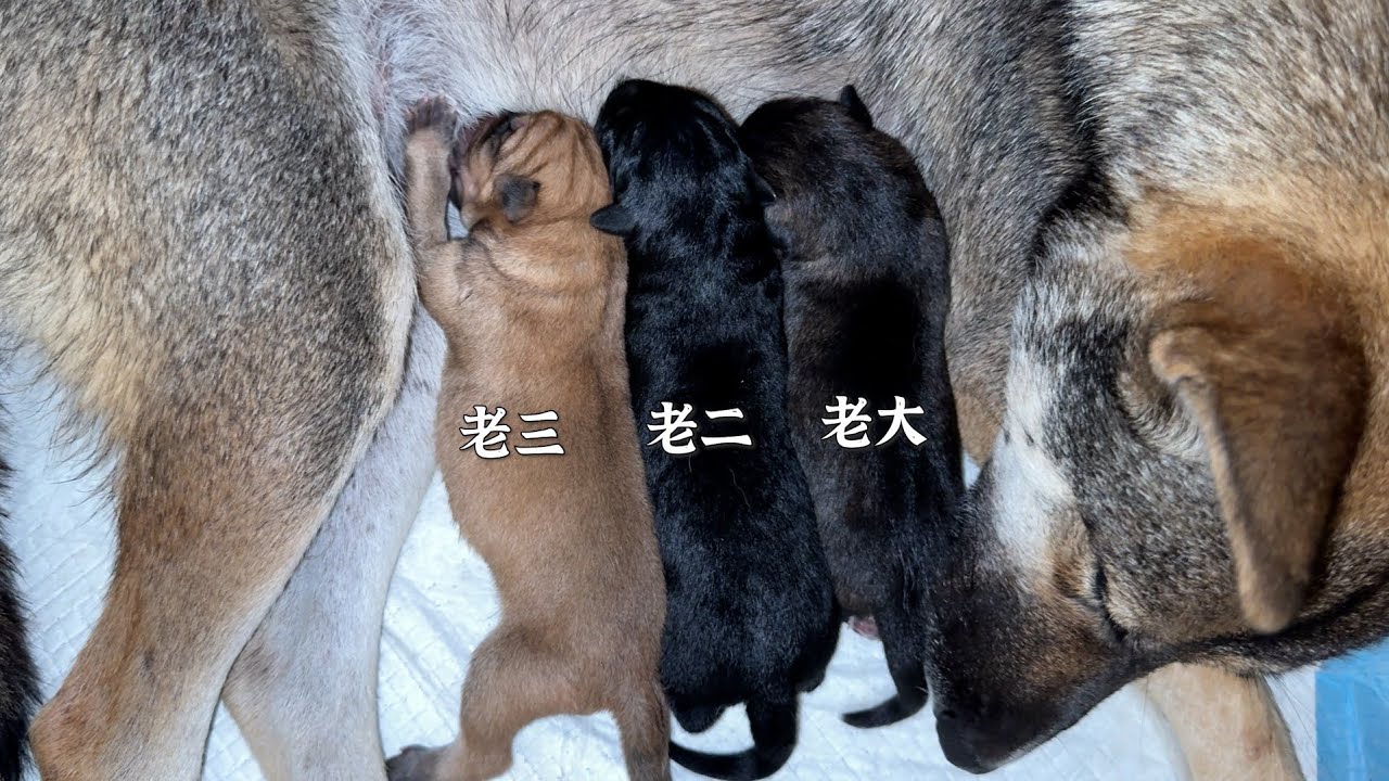 生了三个，留这只#animals #cute #pets #萌宠 #貓咪 #cat #dogs 