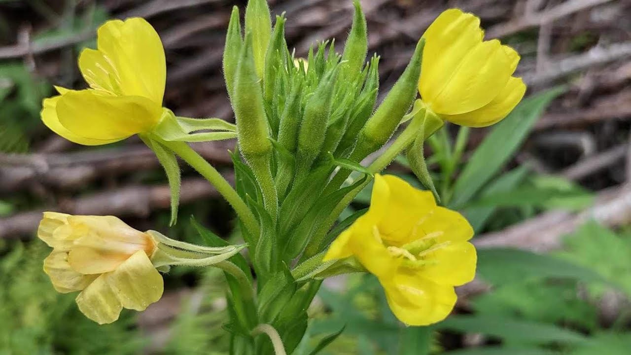 Evening Primrose Tea & Tincture