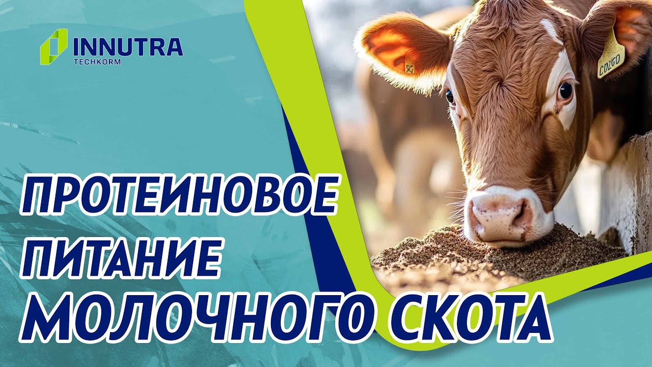 Протеиновое питание молочного скота