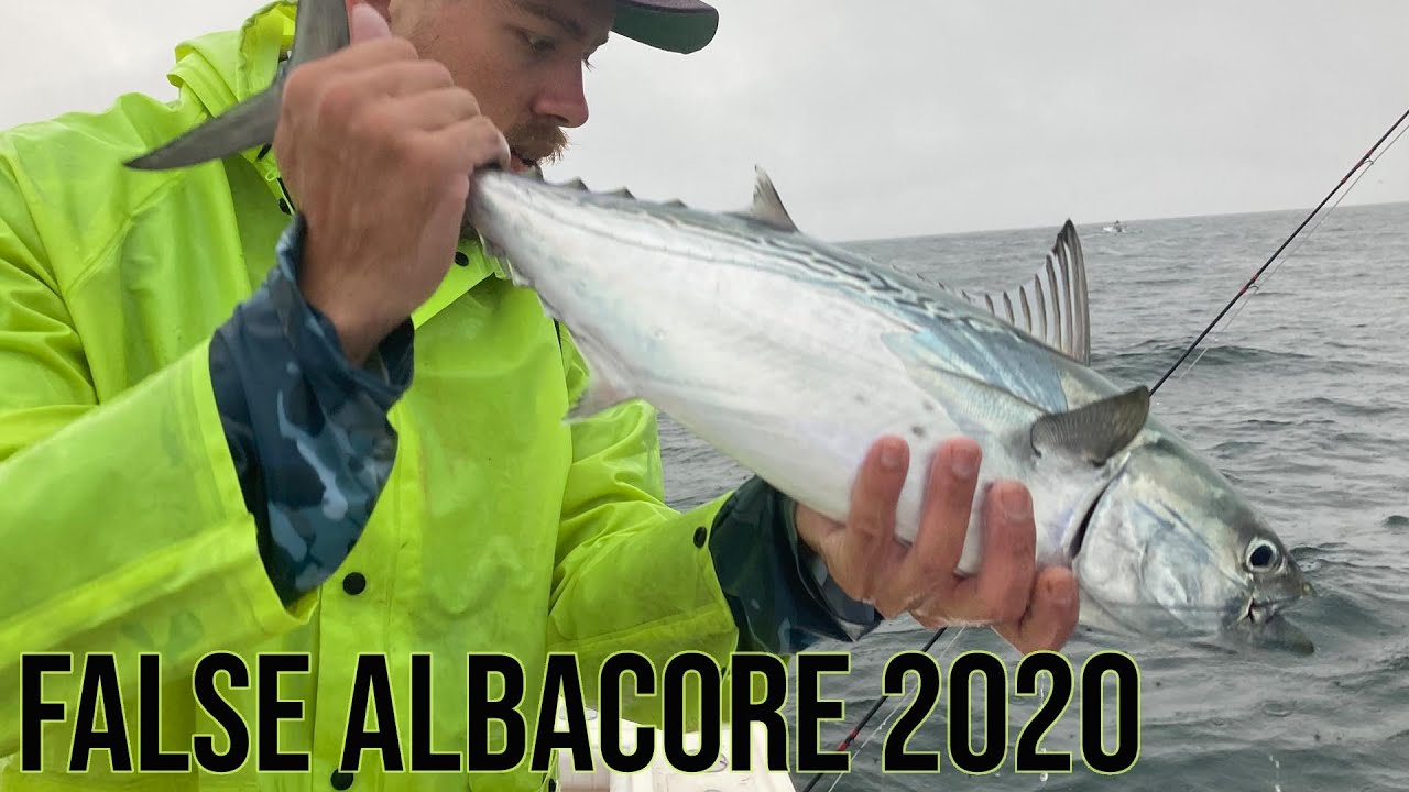 False Albacore on the fly 2020 - Fly Fishing for Albies