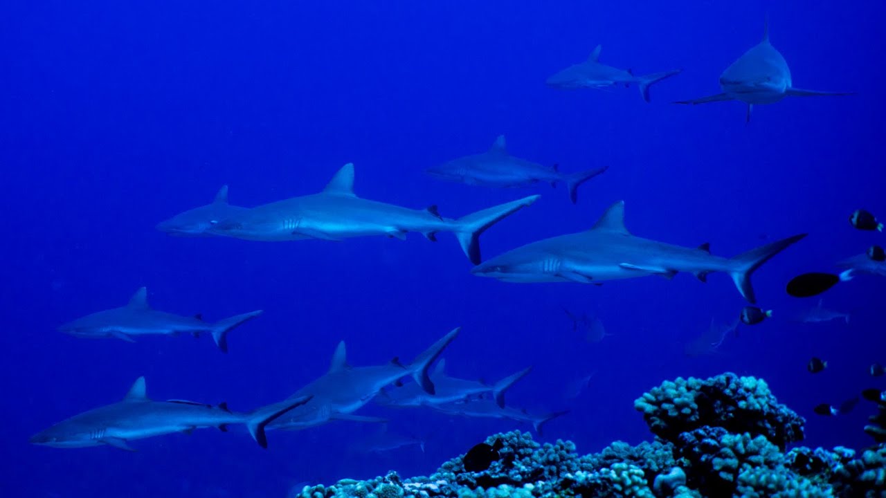 Diving French Polynesia 2021 (Long version)