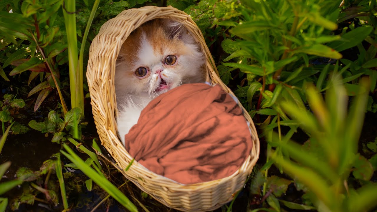 Кот Которого Вырастила Мышь