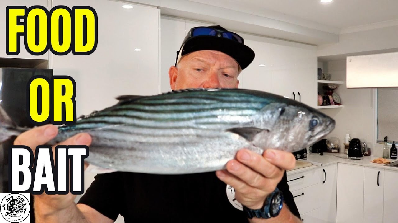 “The Most Underrated Fish in Australia? Bonito Cook-Up!”