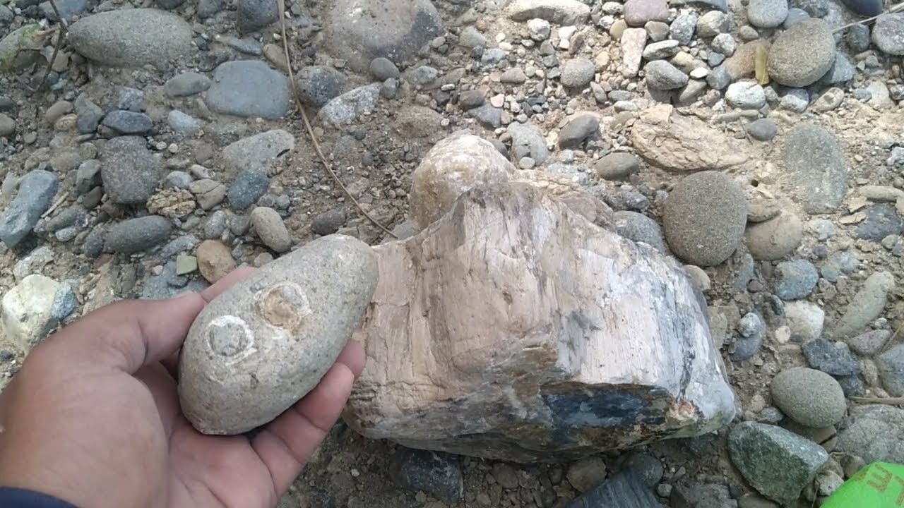 Lhoy Agimat # 571 Mutya Kahoy na nagiging bato  crystallized na/ Mga shells nakabaon sa bato