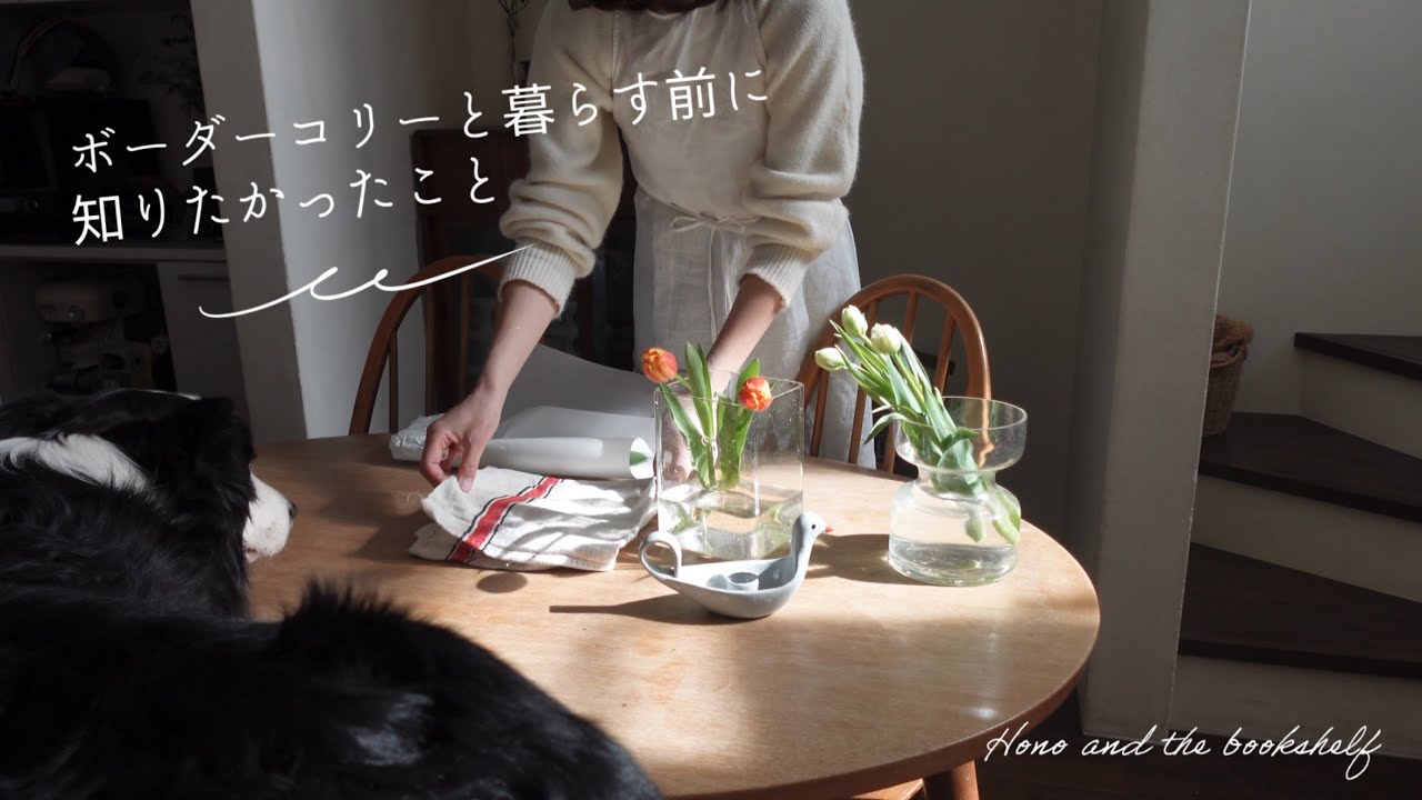 ボーダーコリーと暮らして2年、暮らす前に知りたかったこと🐕Things I Wish I Had Known Before Living With a Border Collie