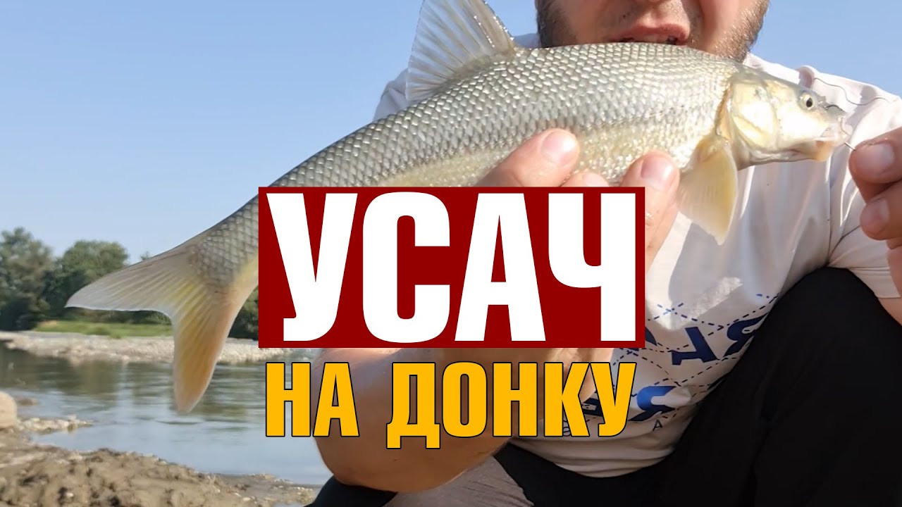 Ловля усача на донку. Приманка для ловли Кавказского усача