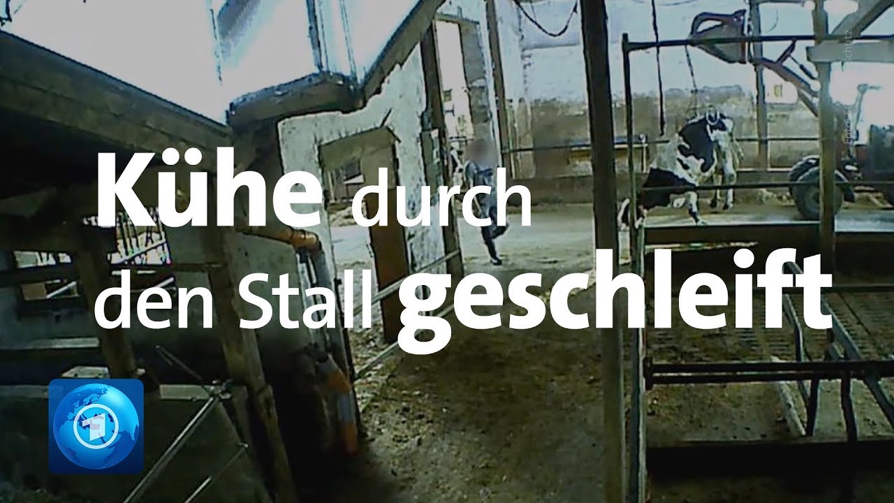 Tierqu&auml;lereien in einem der gr&ouml;&szlig;ten deutschen Milchviehbetriebe