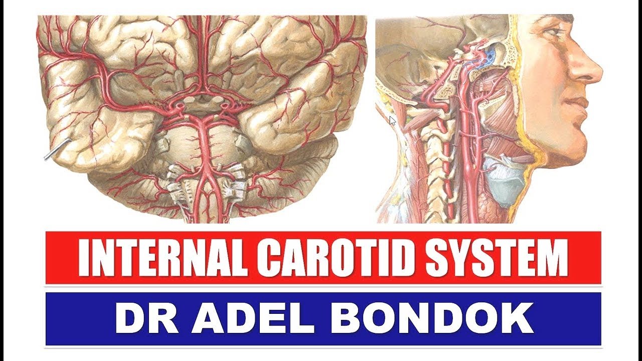 Internal Carotid System, Dr Adel Bondok