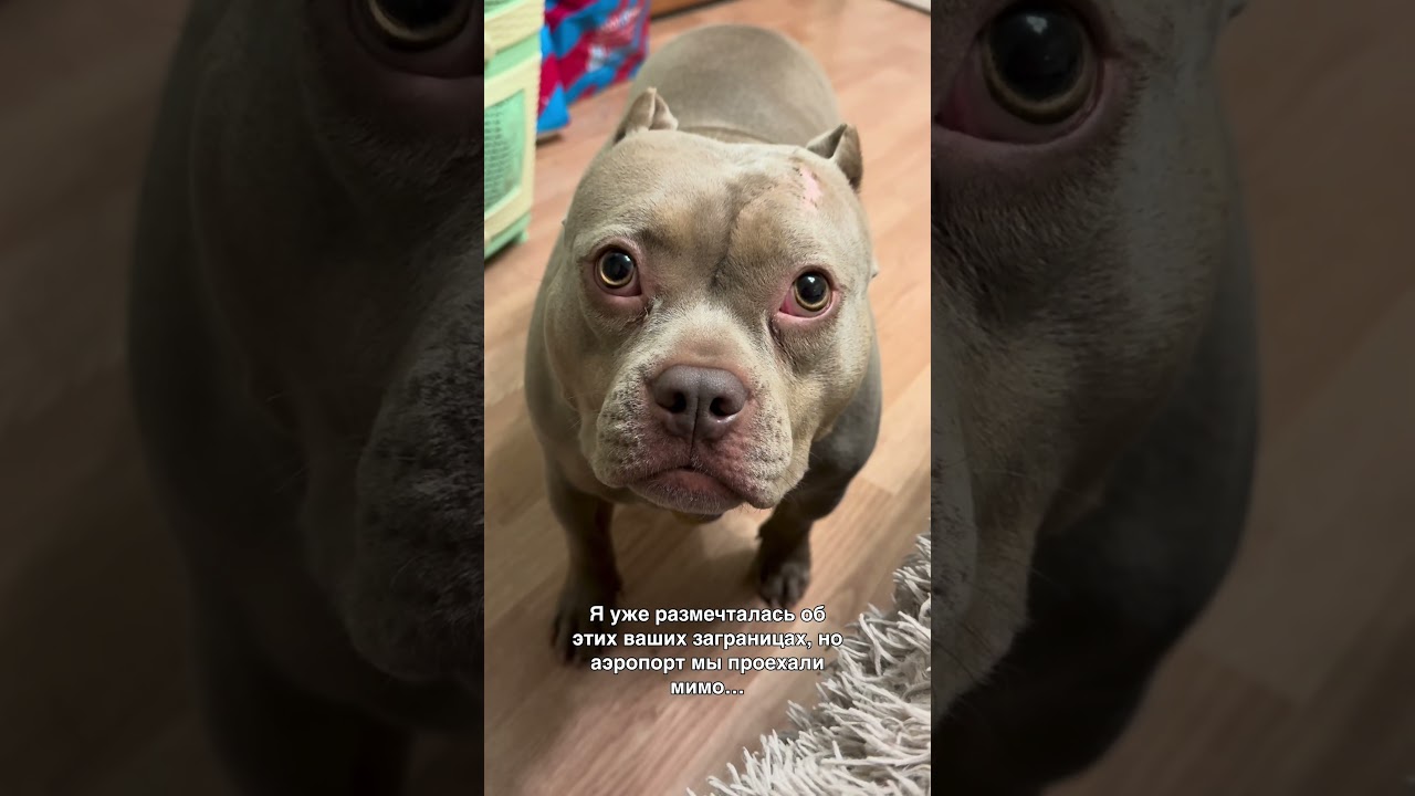 Вывезли в лес, изверги😬 #собака #булка #собаки #americanbully