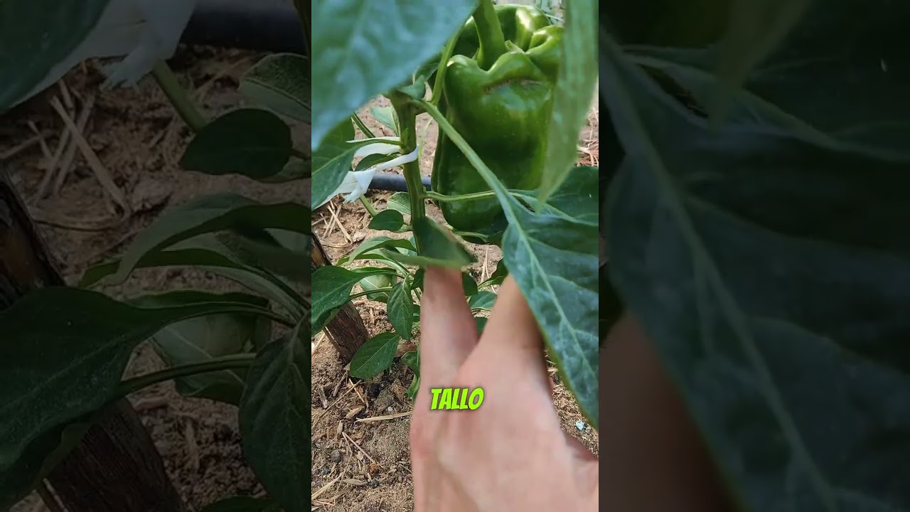¡Lo que Nunca Te Dijeron sobre la Poda de Pimientos y Cómo Afecta tu Cosecha!