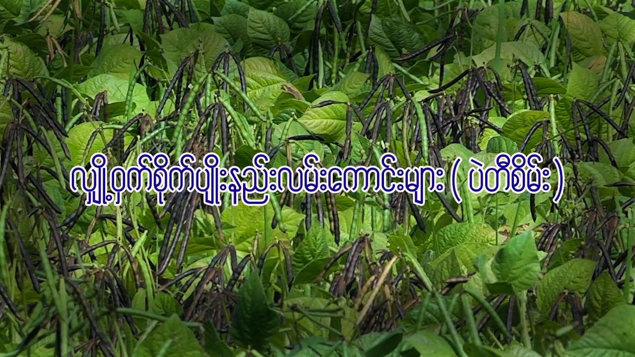 လျှို့ဝှက်စိုက်ပျိုးနည်းလမ်းကောင်းများ(ပဲတီစိမ်း​)