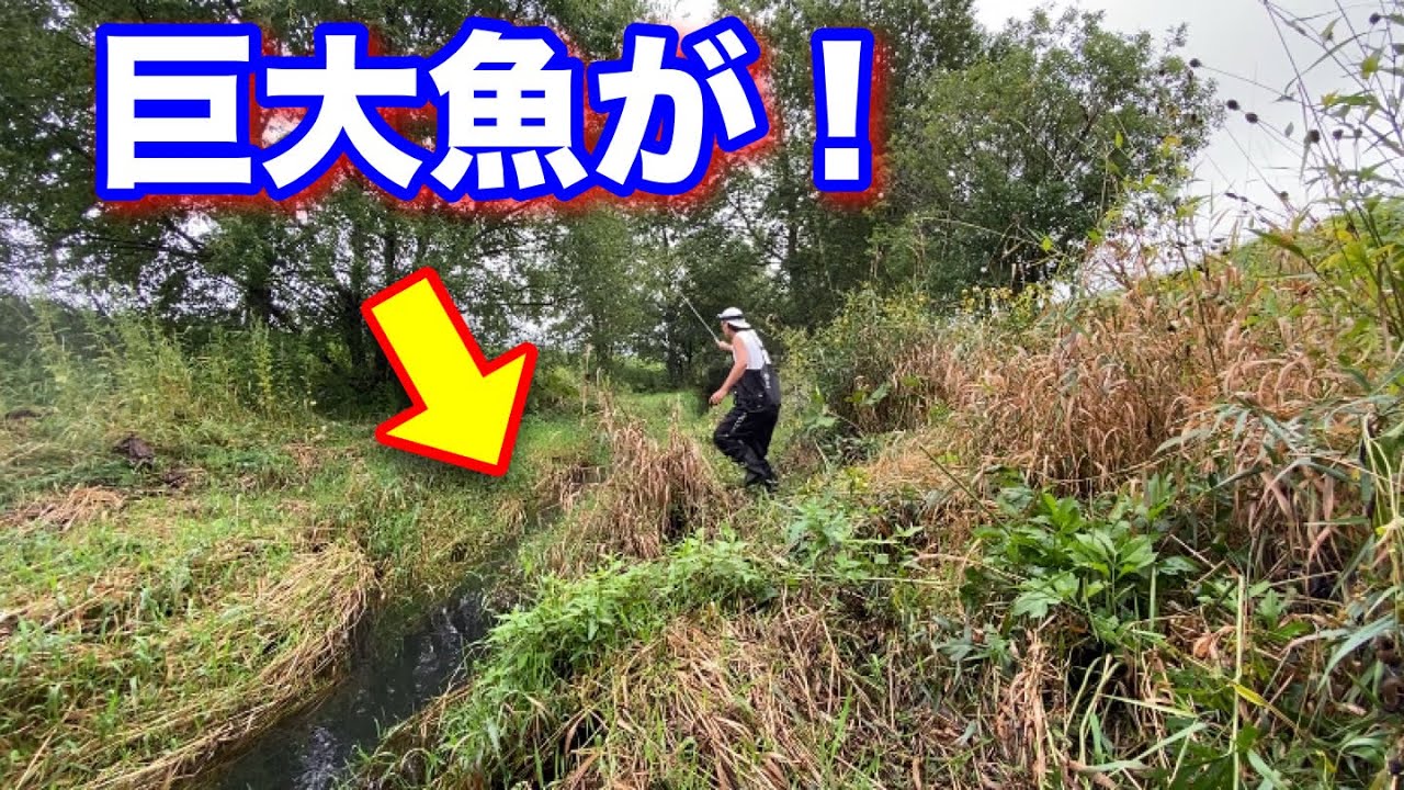 その辺の水路で釣りをしたら超巨大なマスが・・・