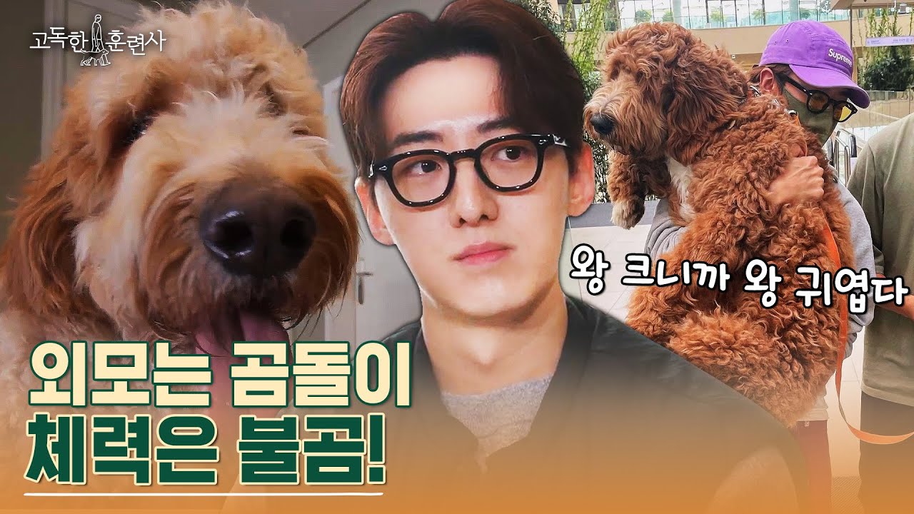 팬텀싱어3 출신 가수 박현수가 데려온 골든두들! 6개월 만에 20kg 벌크업한 강아지 