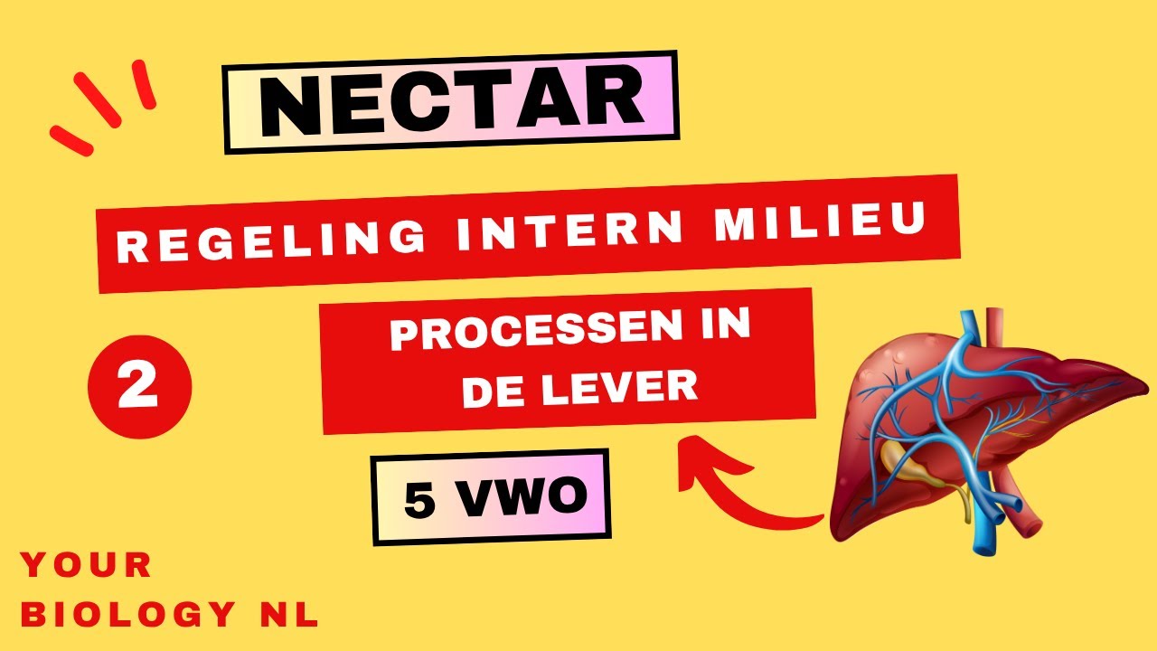 5 vwo | Regeling intern milieu | 2 | Processen in de lever