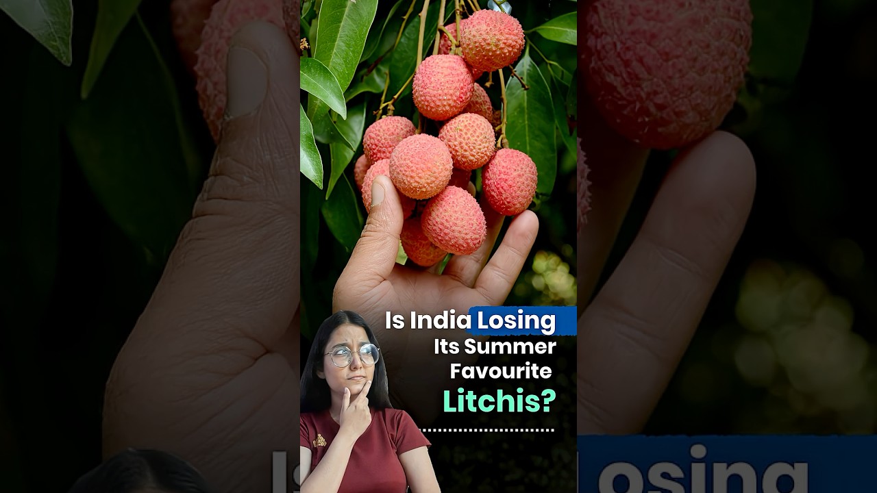 Climate Change Is Destroying India&rsquo;s Favourite Summer Fruit