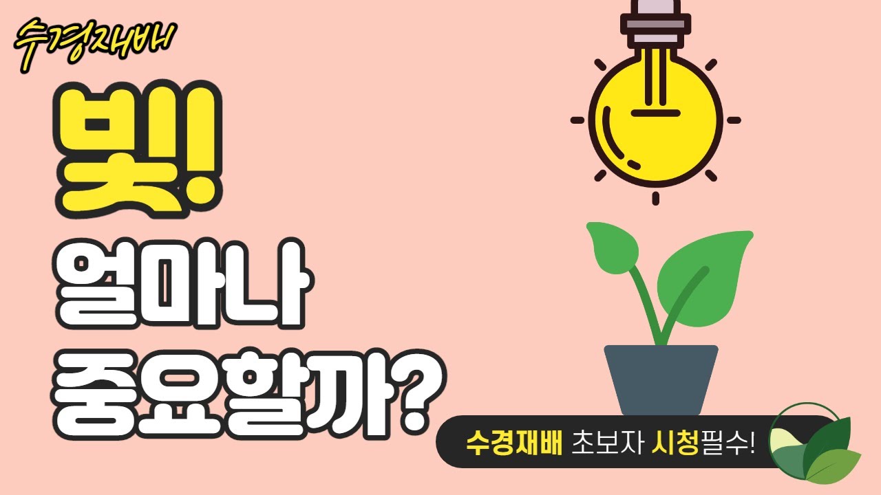 [수경재배] 빛은 식물 생육에 얼마나 관여할까요?