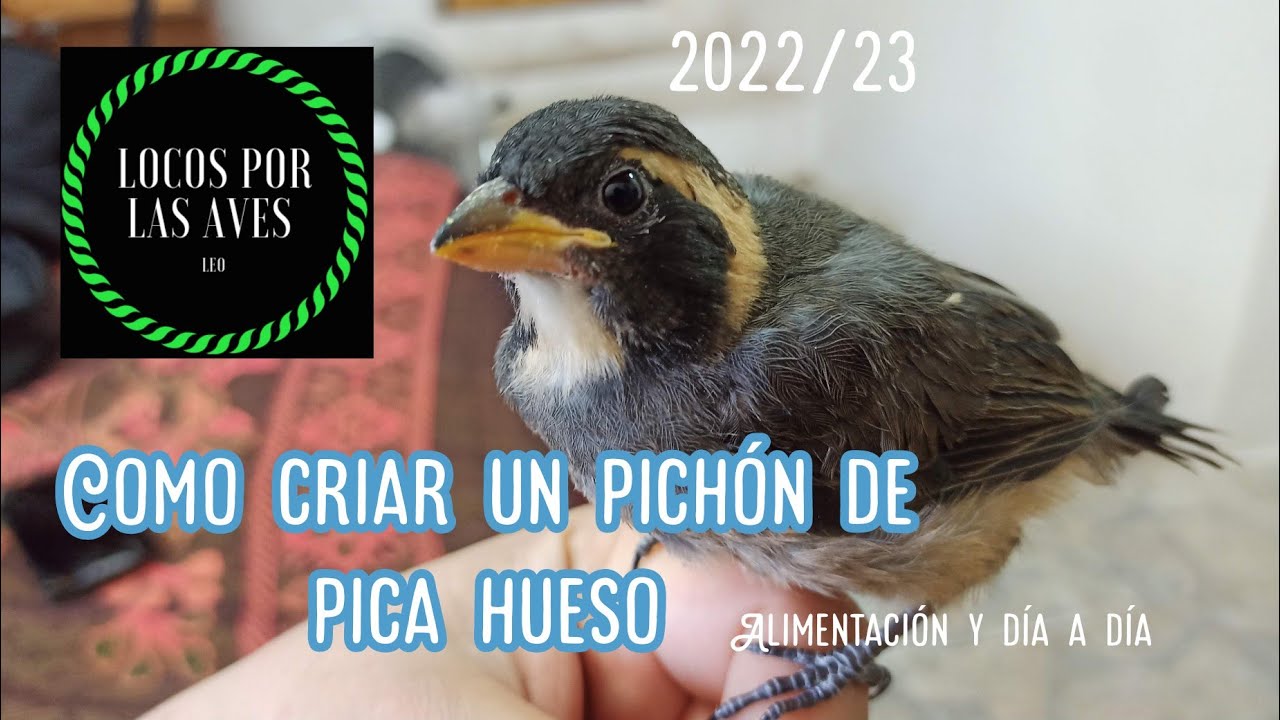Como criar un pichón de picahueso o chiviro