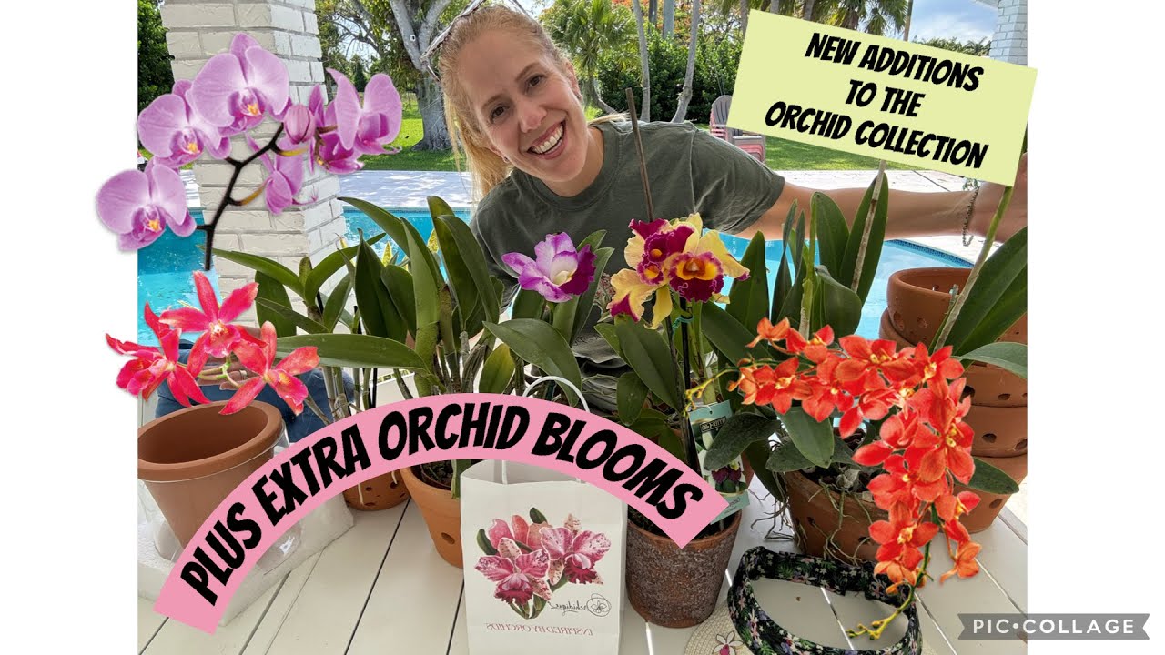 Outstanding Additions to my Orchid Collection!  -plus bonus blooms! Haul from OFEs Circus 🎪
