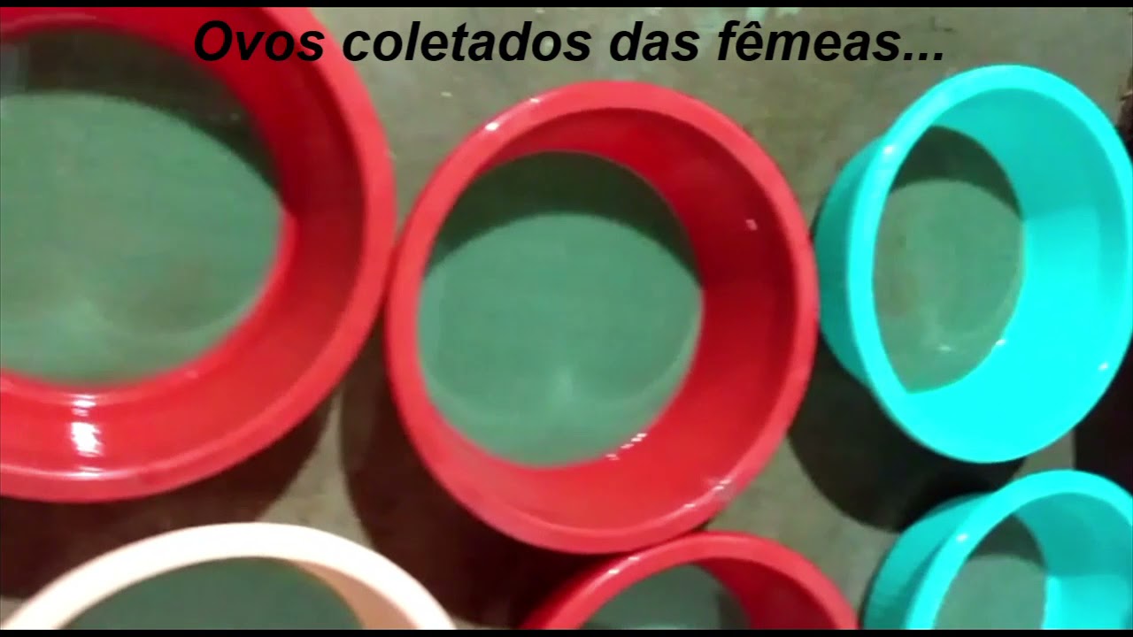 Reprodução de Carpa Capim em laboratório.