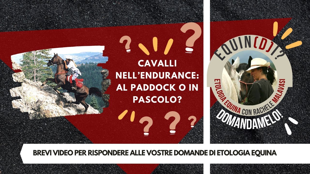 Equin(d)i? Domandamelo! Cavalli nell'endurance: al pascolo o in paddock?