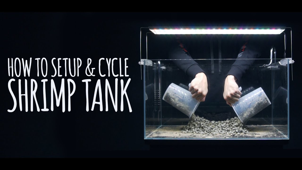 How To Setup & Cycle Shrimp Tank
