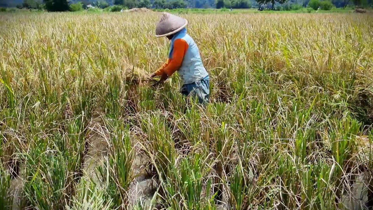 Golden Paddy: Manual Harvesting Skills in the Field _FarmersLife _Shorts