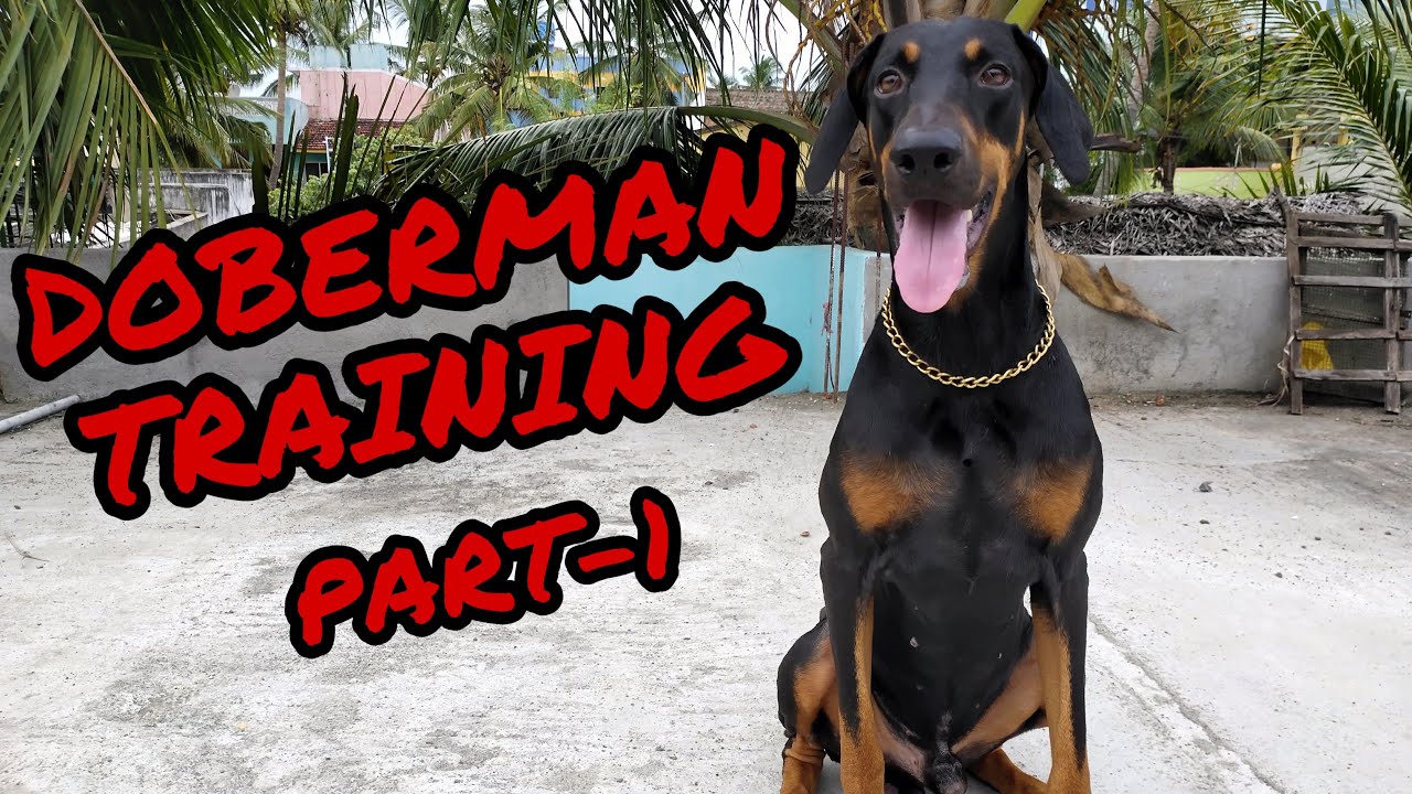 Doberman Training Part-1 | ERIC | TAMIL | RAGUL RAM