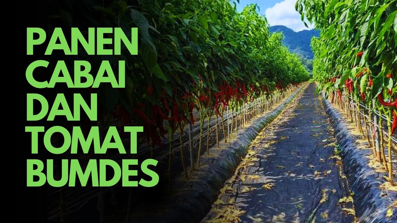 Panen cabai dan tomat bumdes padaluyu