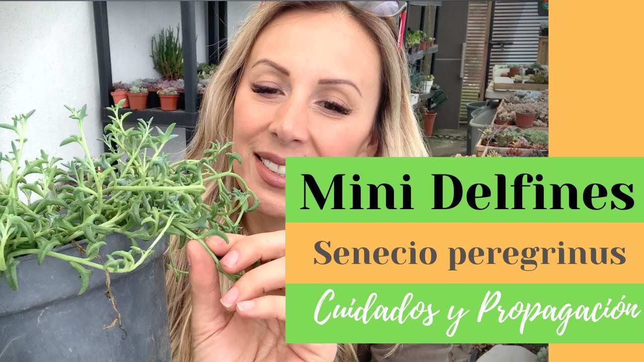 👩🏼‍🌾  Senecio delfín / Senecio Peregrinus, hermosa planta colgante