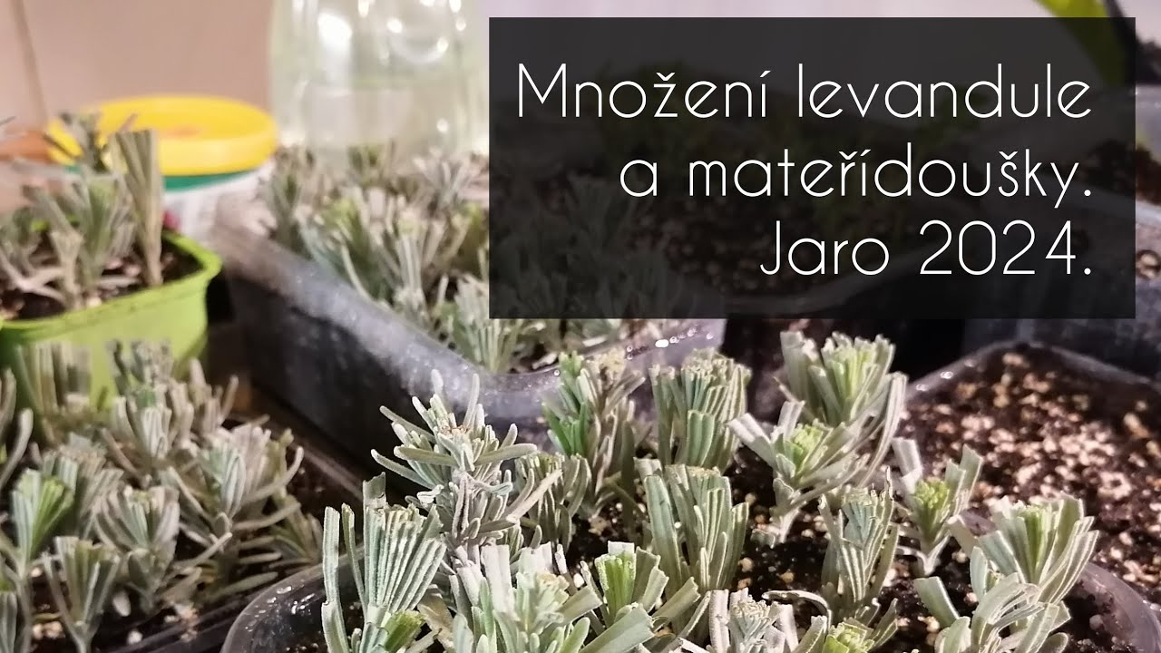 Množení levandule a mateřídoušky. Jaro 2024. #levandule #materidouska