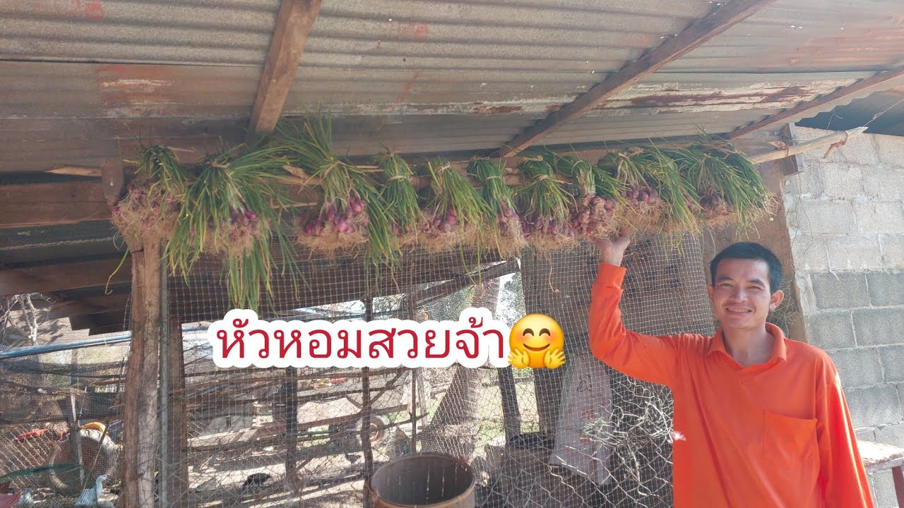 เตรียมนู่นนี่นั่นเสร็จก็มามัดหัวหอมบัวกันจ้า