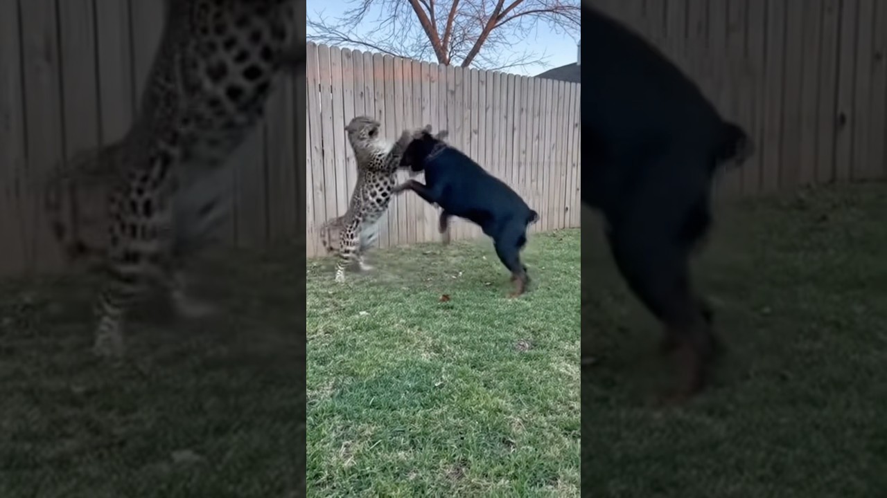Leopard Caught on Camera &ndash; Rottweiler&rsquo;s Surprising Reaction!