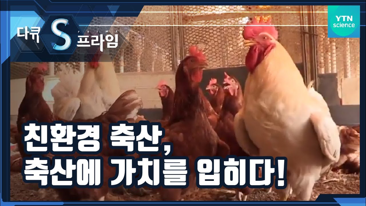 친환경축산, 축산에 가치를 입히다! l 대한민국 축산의 미래 l 2부 [다큐S프라임] / YTN 사이언스