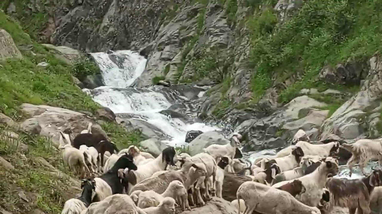 Sheep 🐑 and goat 🐐 Crossing in the river of patli bai # shr travel in the death ☠️💀 point